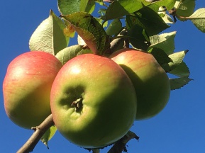 Bramley Apple Juice, Apples from Suffolk