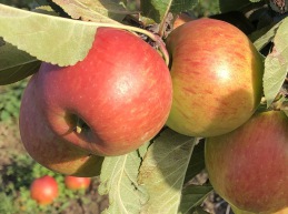James Grieve Apple Juice, Apples from Suffolk