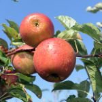 Suffolk Apples on tree